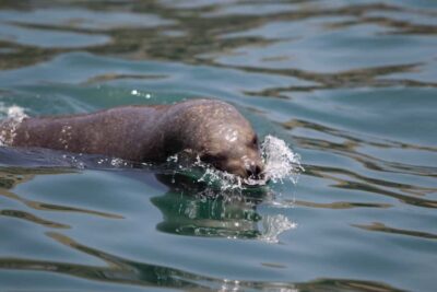 Sea Lion Swim and Wildlife Palomino Islands Cruise