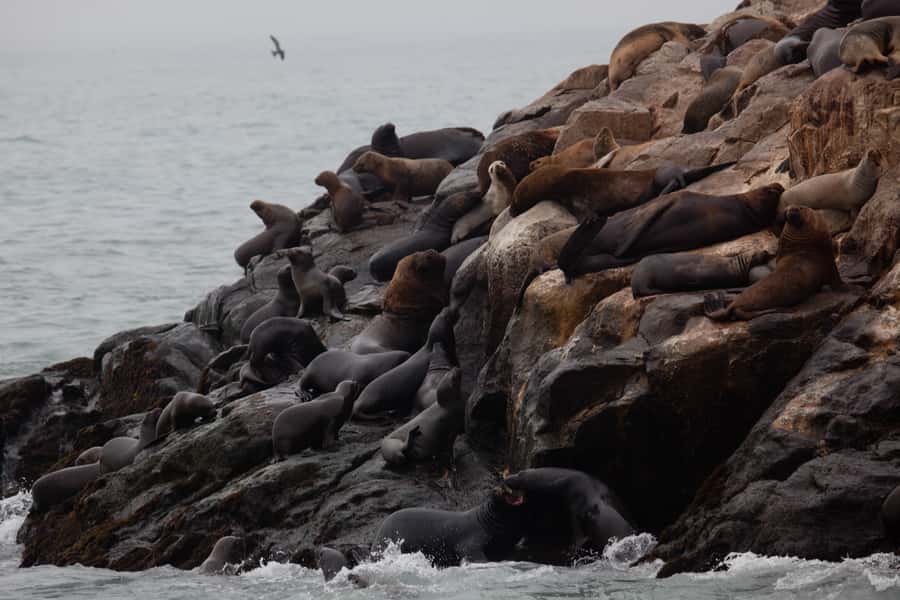 Lima: Sea Lion Swim and Wildlife Palomino Islands Cruise - Birds, penguins, and the ride home