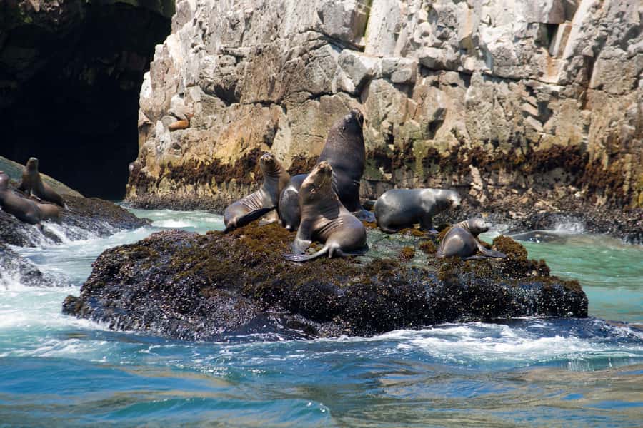 Lima: Sea Lion Swim and Wildlife Palomino Islands Cruise - Who will enjoy this outing most