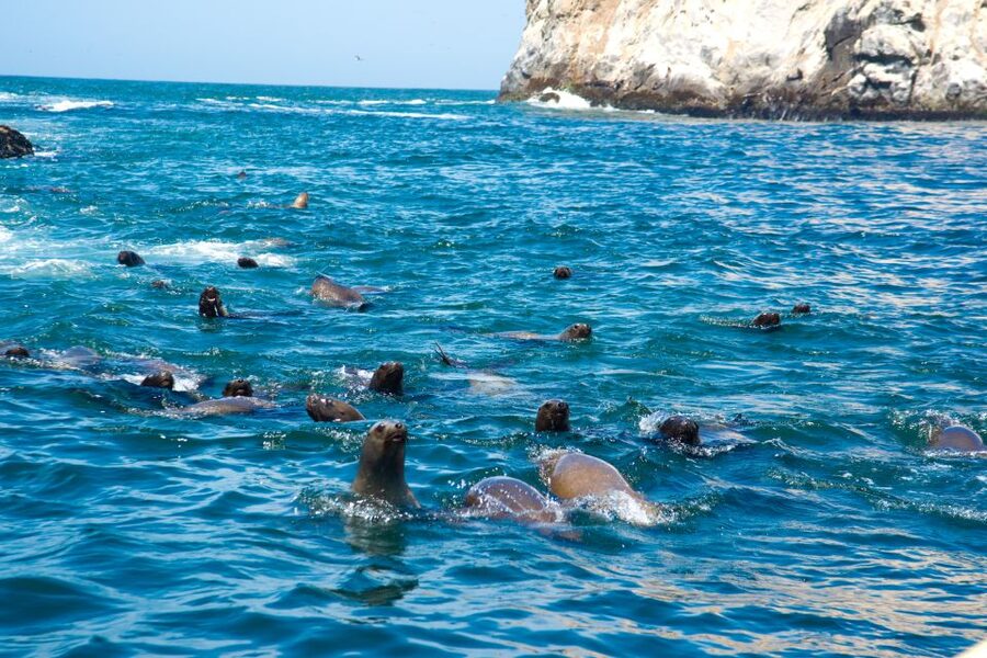 Lima: Sea Lion Swim and Wildlife Palomino Islands Cruise - Should you book the Palomino Islands trip?