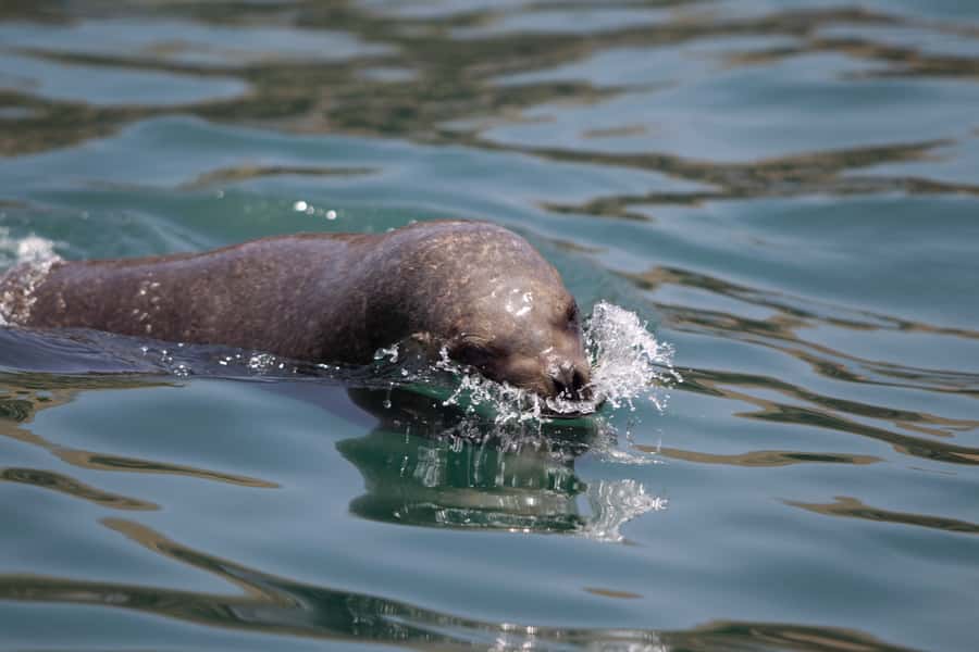 Lima: Sea Lion Swim and Wildlife Palomino Islands Cruise - Cruising past San Lorenzo Island