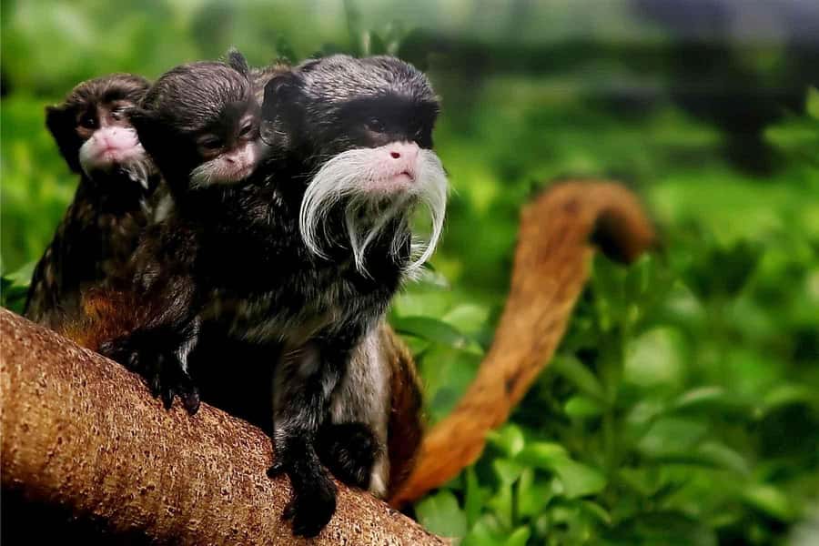 Living Nature from Cusco: 3 Days Manu Jungle all inclusive - What the $390 Manu tour really includes
