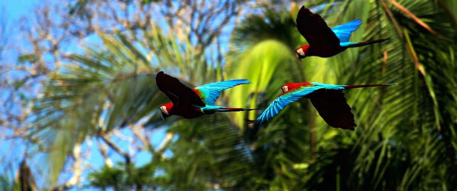 Living Nature from Cusco: 3 Days Manu Jungle all inclusive - Wildlife: what you may see and what you should not expect