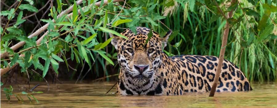 Living Nature from Cusco: 3 Days Manu Jungle all inclusive - Who should book this Manu jungle experience?