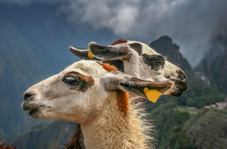 Machu Picchu: Private Full-Day Tour with Afternoon Entrance - Photos, llamas, and time after the tour