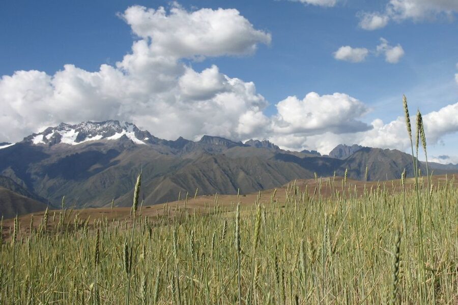 Machu Picchu: Private Full-Day Tour with Afternoon Entrance - Lunch and a short pause in Aguas Calientes