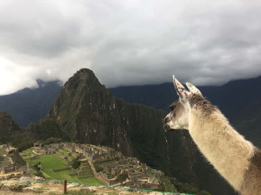 Machu Picchu: Private Tour Guide Service - Time after the guided visit