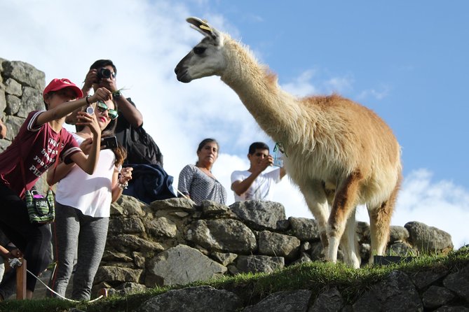 Machu Picchu Tour From Cusco Full Day - Who should book this Machu Picchu tour?