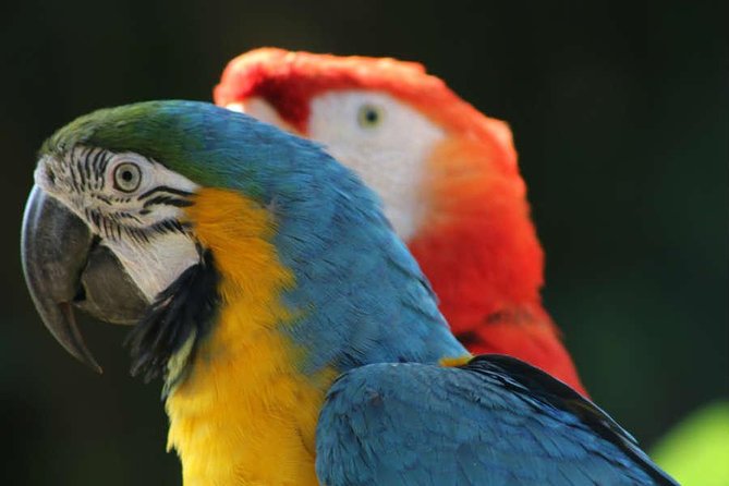 Manu Adventure (4 Days) - Day three: trails, giant trees, and rainforest wildlife