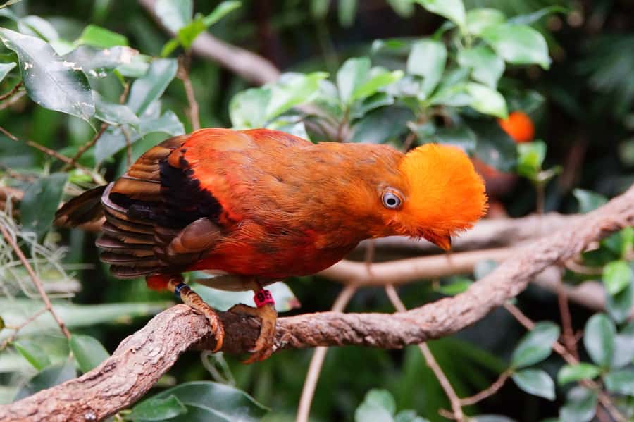 Manu National Park Tours from Cusco 5 Days - From Cusco to Tres Cruces on day one