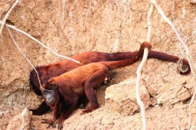Manu National Park Tours from Cusco 5 Days
