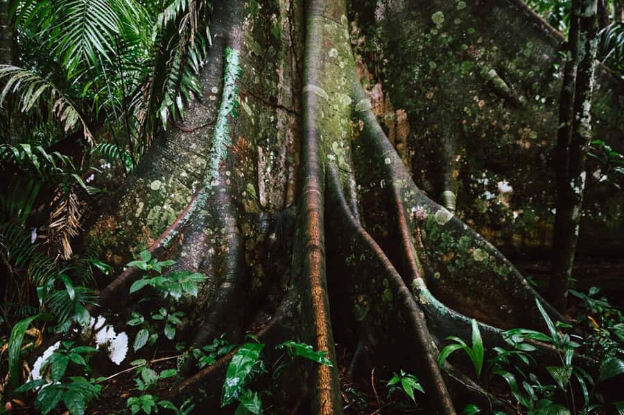 Manu National Park Tours from Cusco 5 Days - Returning to Bambu Lodge on day four