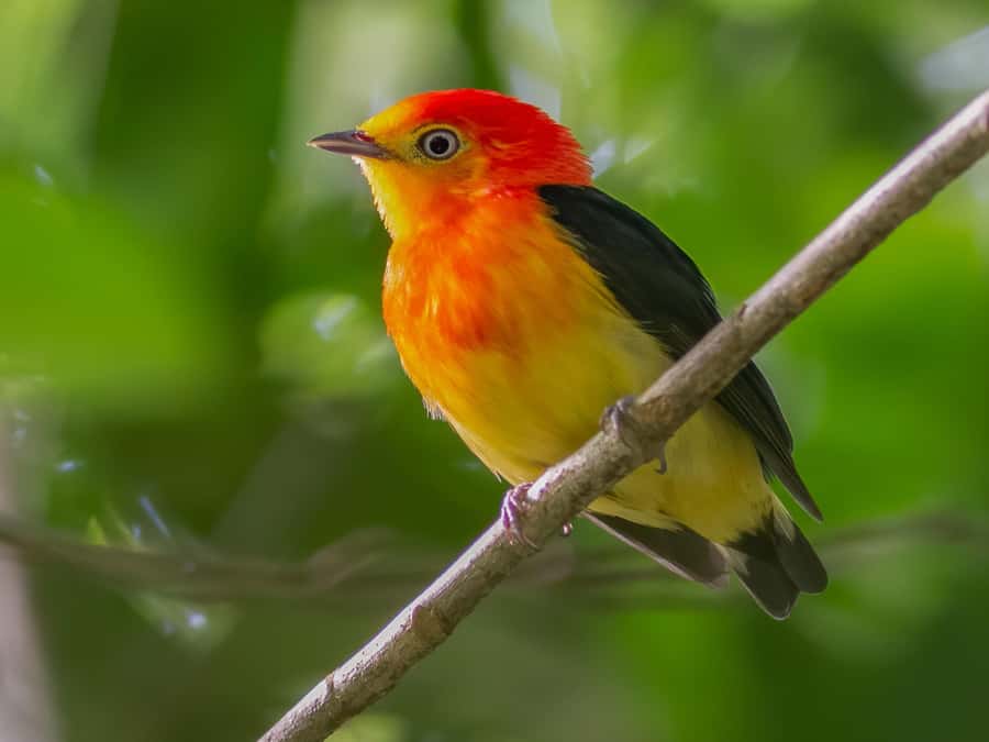 Manu National Park Tours from Cusco 5 Days - What the $673 price really covers