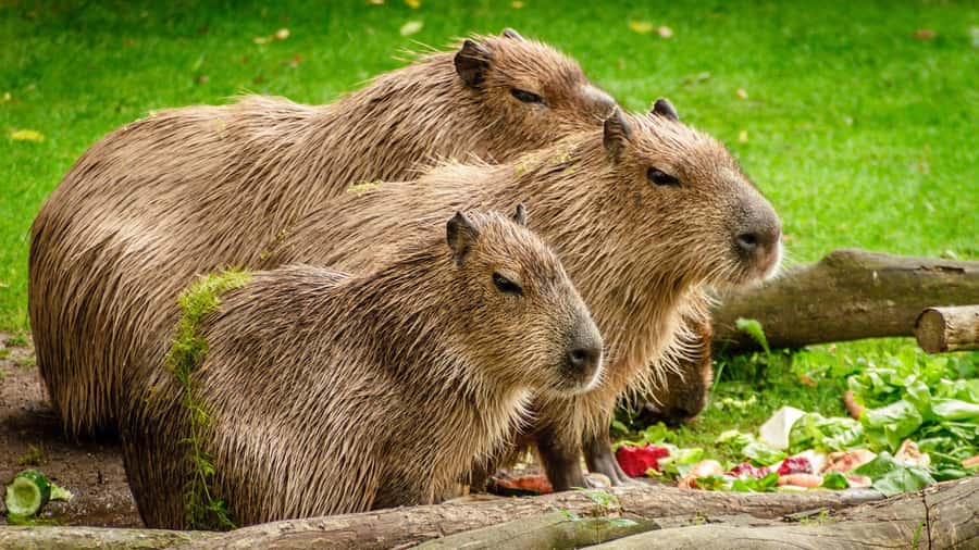 Manu National Park Tours from Cusco 5 Days - Who will get the most from this Manu tour