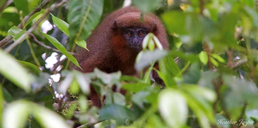 Monkey Island + Lake Sandoval 2D/1N - A short Amazon trip with a full first day
