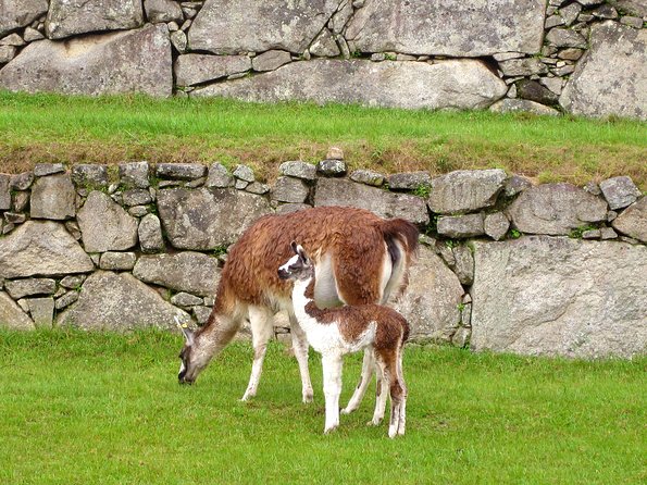 Mystical Journey: 2-Day Private Adventure to Machu Picchu - Aguas Calientes gives you a useful pause
