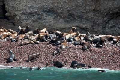 Nazca Lines & Ballestas Islands Private Tour Bus&Flight from Lima