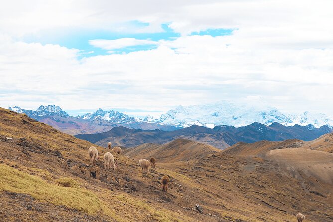 Palccoyo Rainbow Mountain Full Day Tour from Cusco - Palccoyo’s colored peaks and stone forest
