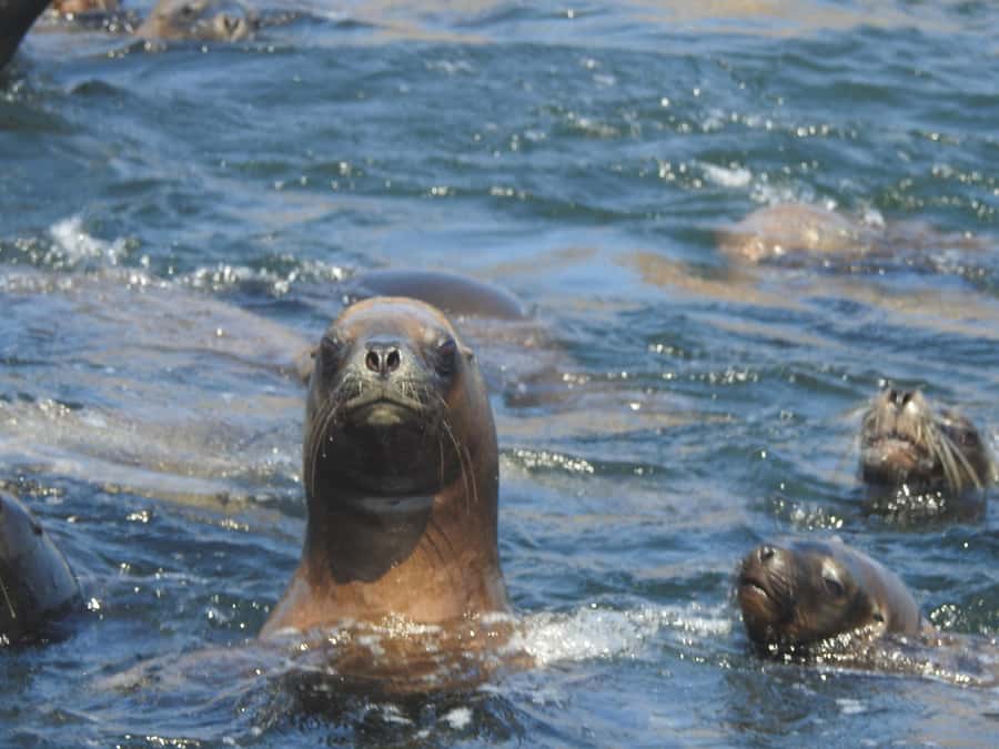 Palomino Islands Yacht Tour and swim alongside the sea lions - The sea-lion swim is the main event