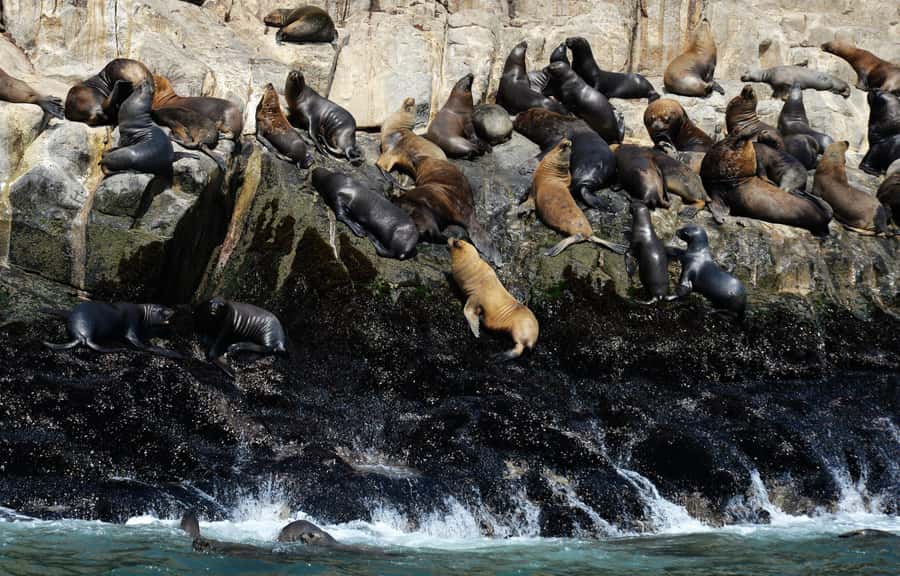 Palomino Islands Yacht Tour and swim alongside the sea lions - Returning to Callao and your Lima hotel