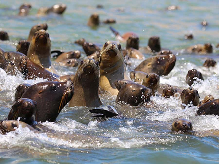 Paracas: Ballestas Islands and Candelabra of Paracas Boat - Ballestas Islands: Peru’s compact wildlife show