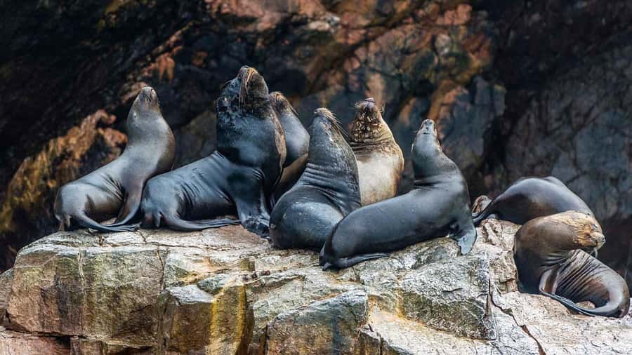 Paracas: Ballestas Islands and Candelabra of Paracas Boat - The ride back is part of the experience