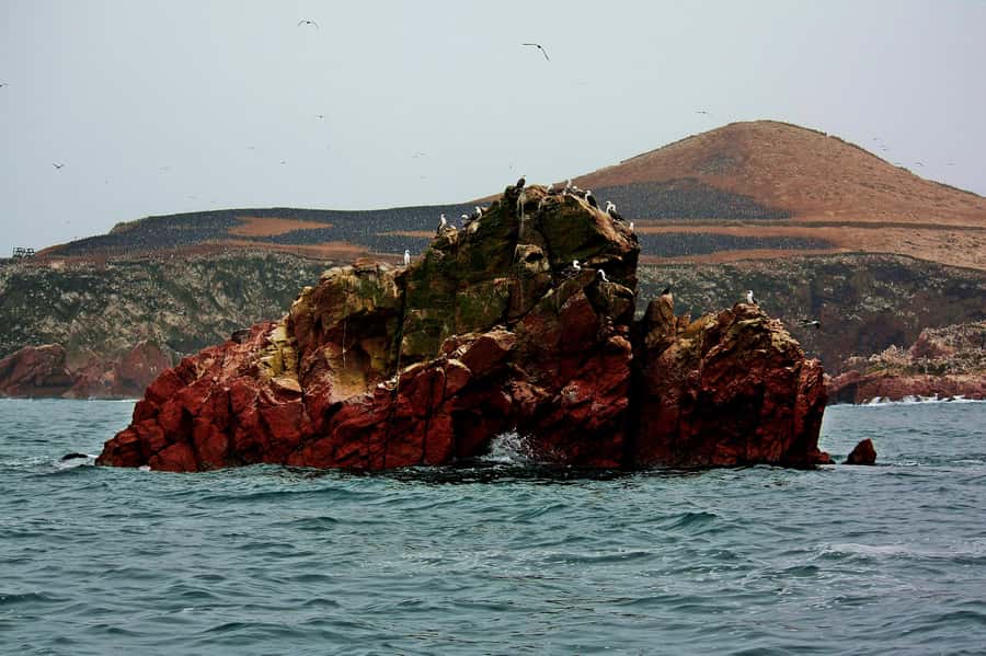 Paracas: Ballestas Islands and Candelabra of Paracas Boat - Should you book the Ballestas Islands boat?