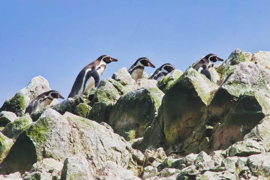 Paracas: Ballestas Islands and Candelabra of Paracas Boat - Sea lions, penguins, and birds from the boat