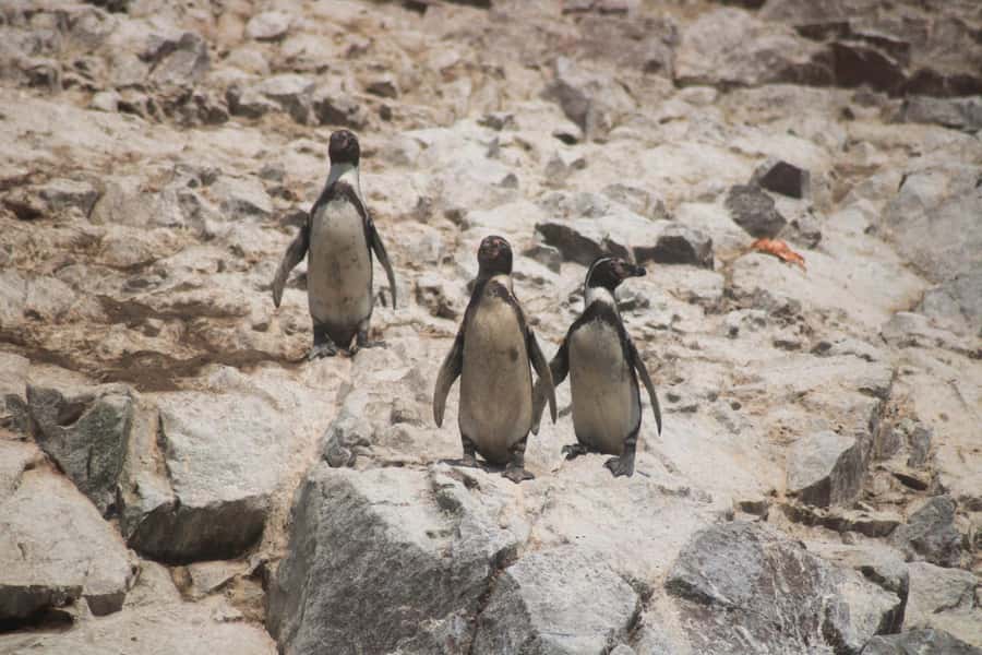 PARACAS: BALLESTAS ISLANDS AND NATIONAL RESERVE - Why Ballestas Islands make a strong opening