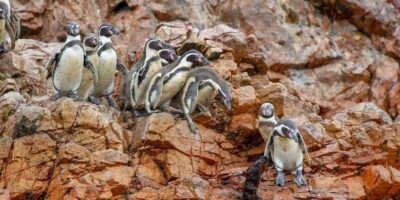 Ballestas Islands Boat tour – Islas Ballestas