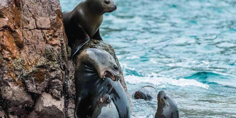 Paracas: Ballestas Islands Boat tour - Islas Ballestas - Penguins, dolphins, whales, and seabirds