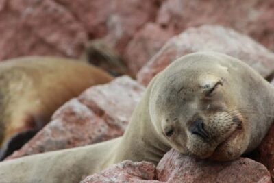 Ballestas Islands Guided Boat Tour