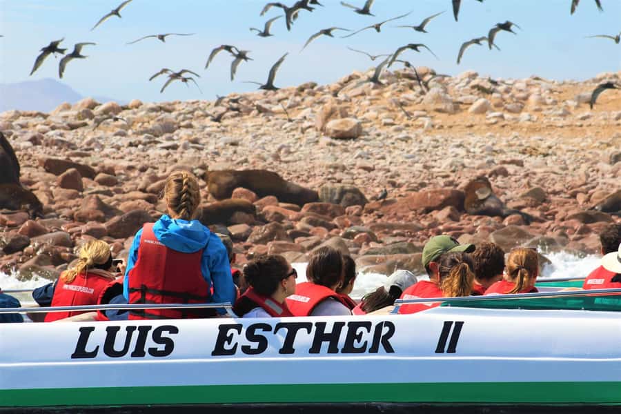 Paracas: Ballestas Islands Guided Boat Tour - Caves, arches, and wildlife from the water
