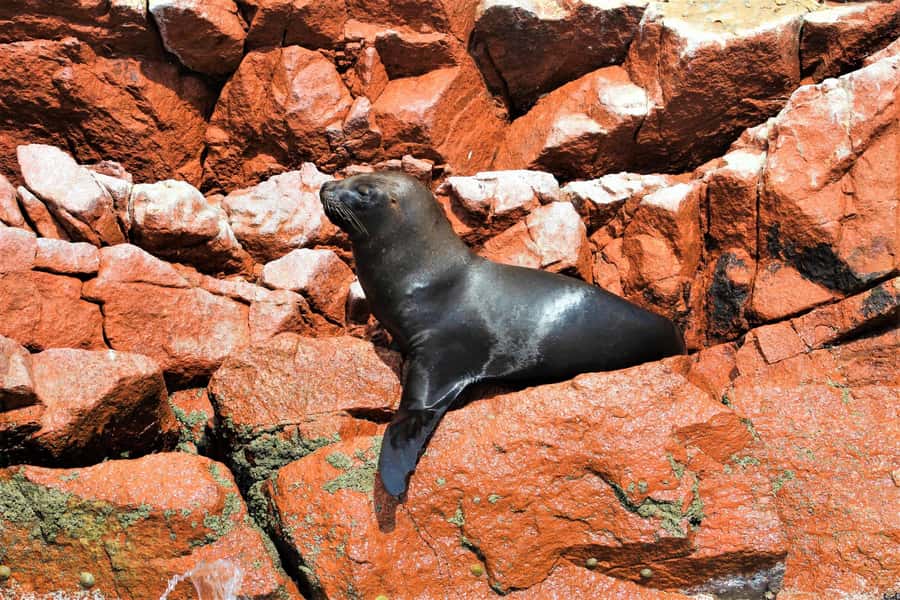 Paracas: Ballestas Islands Guided Boat Tour - Timing, language, and practical limits