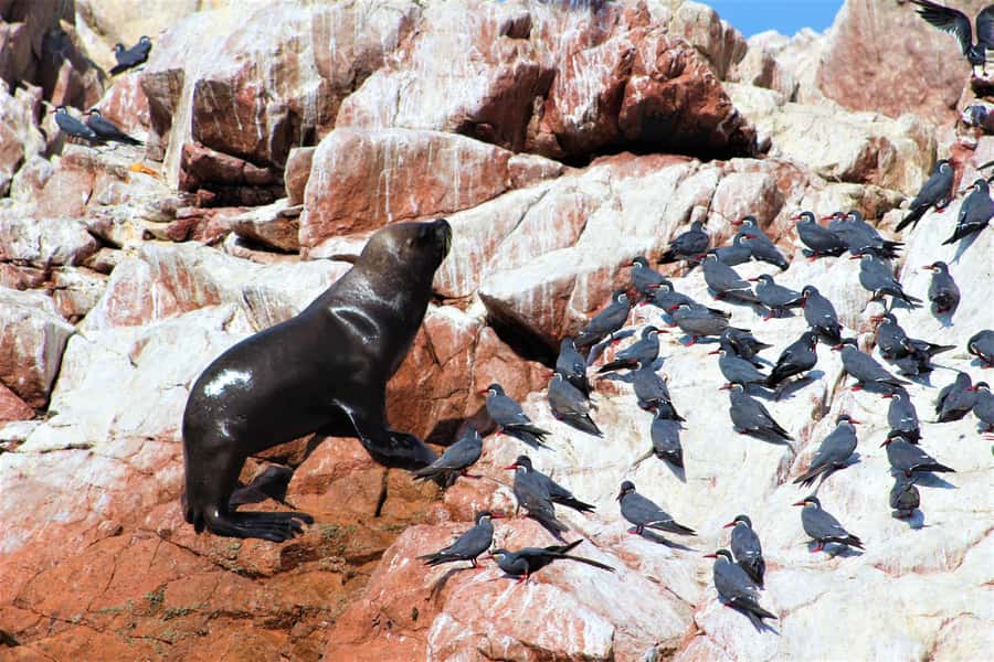 Paracas: Ballestas Islands Guided Boat Tour - Should you book the Paracas Explorer trip?