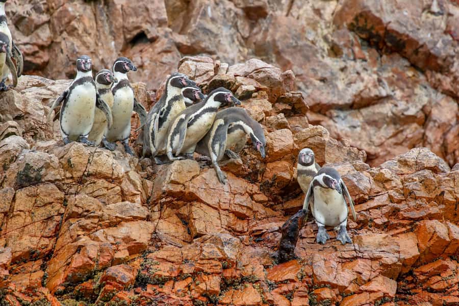 Paracas: Ballestas Islands Morning Boat Tour - Key points to know