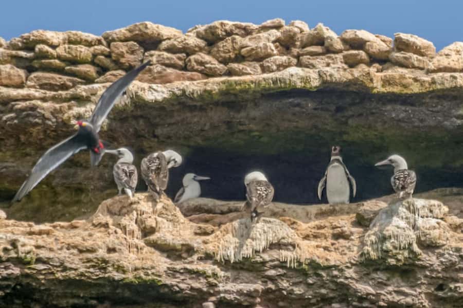 Paracas: Ballestas Islands Morning Boat Tour - Leaving Muelle El Chaco for open water