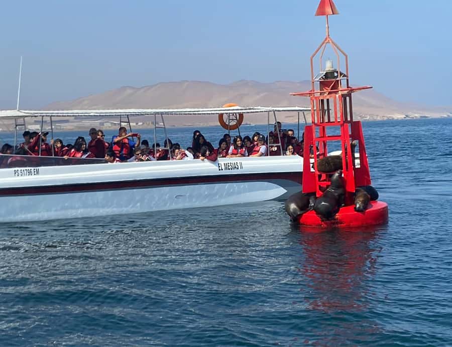 Paracas: Ballestas Islands Morning Boat Tour - Why staying on the boat is part of the experience