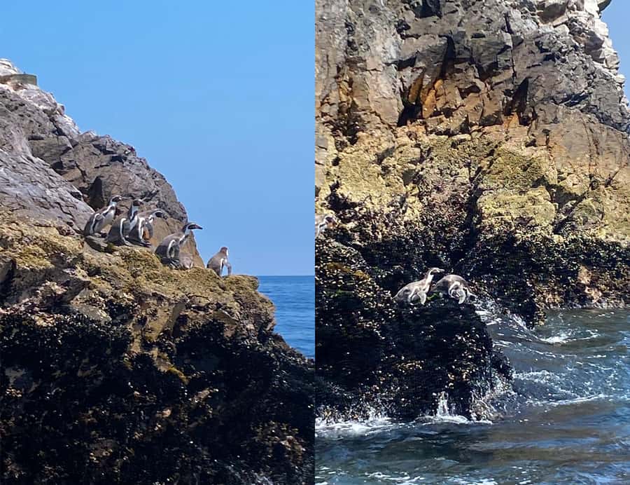 Paracas: Ballestas Islands Morning Boat Tour - Simple ways to make the morning better