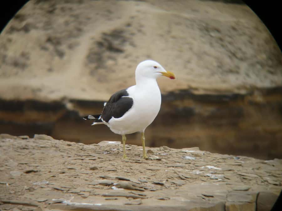 Paracas:Private Tours Paracas National Reserve all inclusive - Lagunillas and the pink water