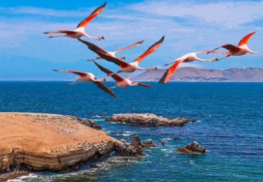 PARACAS|| Sunset trekking in the Paracas National Reserve - Wildlife in a protected coastal setting