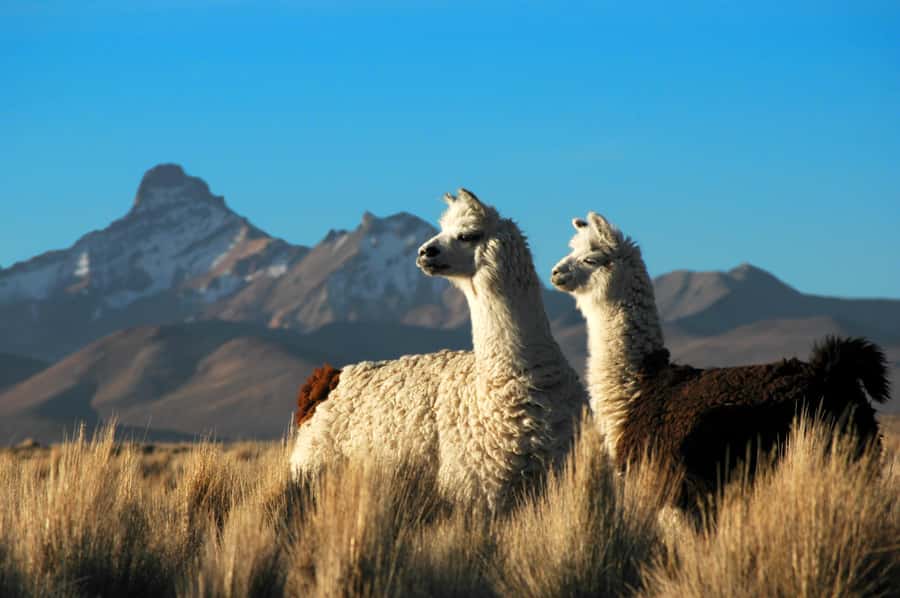 Pisaq, Ollantaytambo, Chinchero - Sacred Valley Experience - Is $119 a fair price?