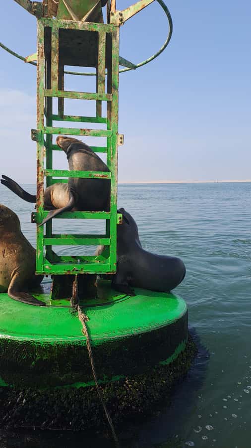 Private Tour: Ballestas Island & Huacachina Oasis, from Lima - The guides can make the long day work