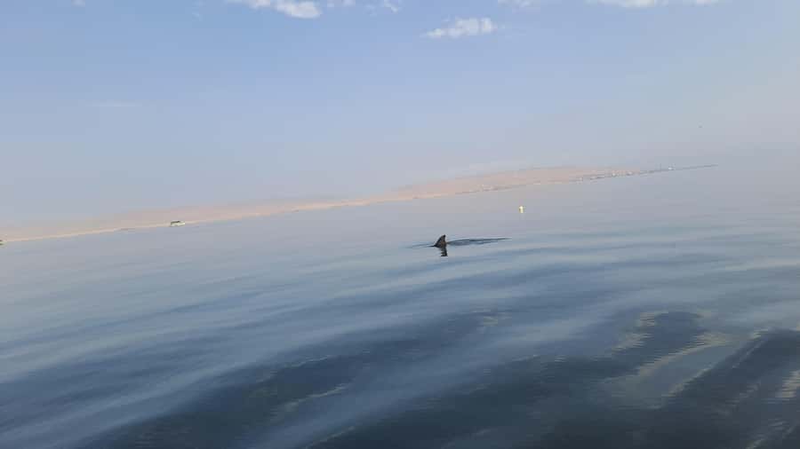 Private Tour: Ballestas Island & Huacachina Oasis, from Lima - From Lima to Paracas before the crowds and heat