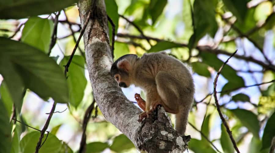 Puerto Maldonado: 2-Day Peruvian Tambopata Jungle Trip - Who should book this jungle trip?