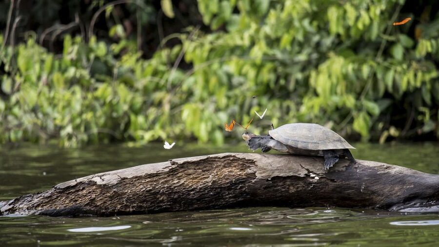 Puerto Maldonado: 2-Day Peruvian Tambopata Jungle Trip - Is $280 a fair price?