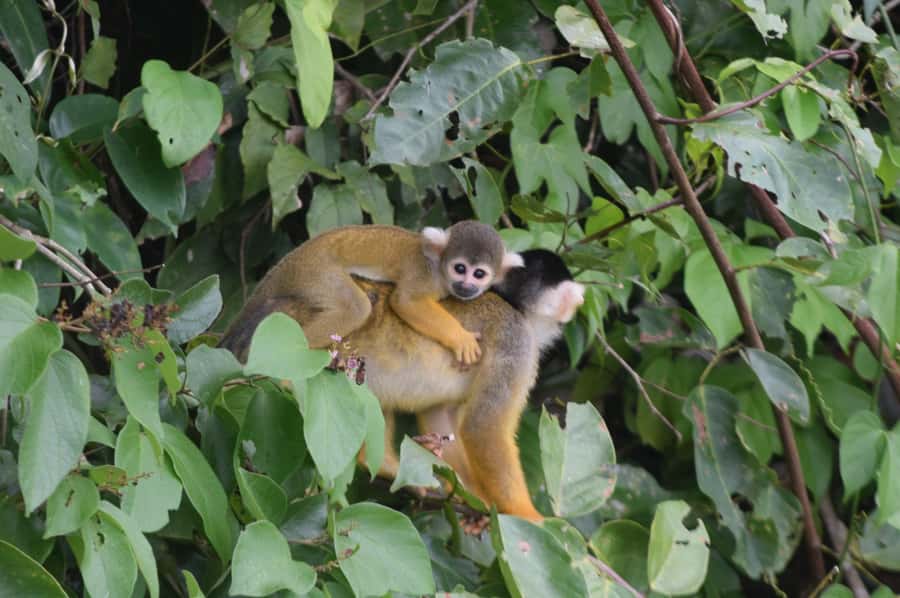 Puerto Maldonado: 4-Day Tambopata Rainforest Tour - Key things to know before booking