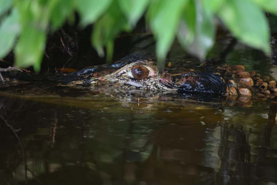 Puerto Maldonado: 4-Day Tambopata Rainforest Tour - What the $424 price buys you