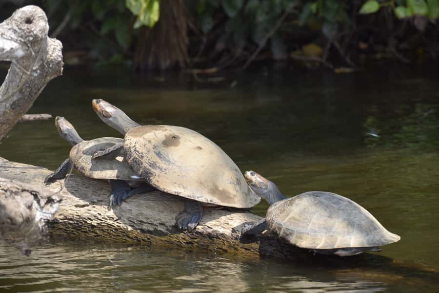 Puerto Maldonado: 4-Day Tambopata Rainforest Tour - Day 1: sunset, forest paths, and night creatures