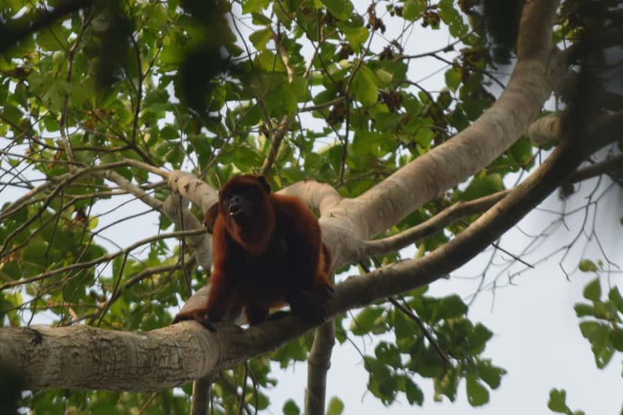 Puerto Maldonado: 4-Day Tambopata Rainforest Tour - Day 3: Machigenga culture and a community wetland